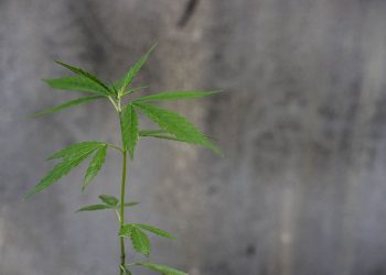 Should The Federal Government be spending more time on CBD research?