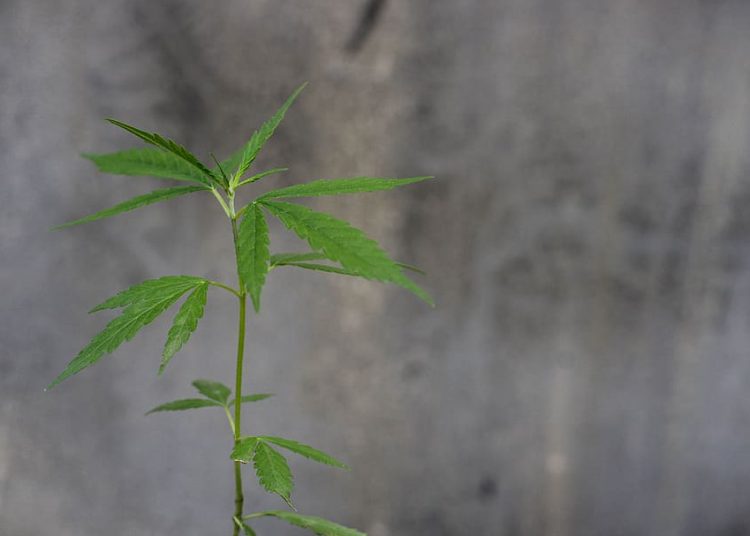 Should The Federal Government be spending more time on CBD research?