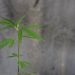 Should The Federal Government be spending more time on CBD research?